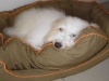 Filuca - Coton de Tulear