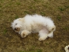 Filuca - Coton de Tulear