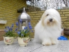 Filuca - Coton de Tulear