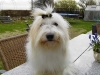 Filuca - Coton de Tulear