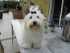 Filuca - Coton de Tulear