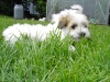 Hvalpe - 7 uger - april 2010 Coton de Tulear