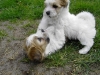 Hvalpe - 7 uger - april 2010 Coton de Tulear