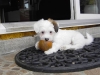 Hvalpe - 7 uger - april 2010 Coton de Tulear