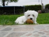 Hvalpe - 7 uger - april 2010 Coton de Tulear