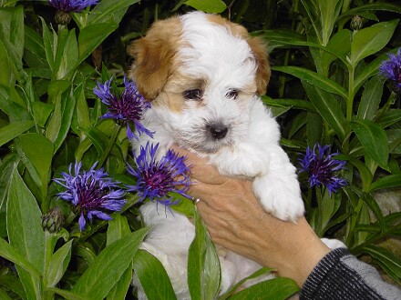 Div. fotos: Coton de Tulear hvalp - Armani - bor nu i Tyskland.