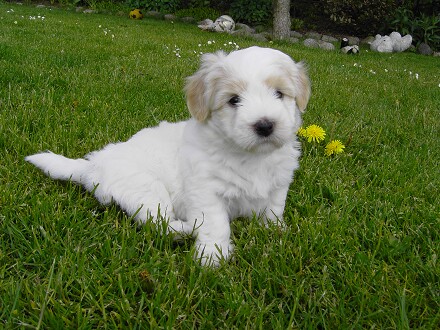 Div. fotos: Coton de Tulear - Joey