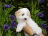 Div. fotos: Coton de Tulear hvalp - Tulle - bor nu i Thisted hos sin familie.