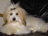 Nynne: Coton de Tulear