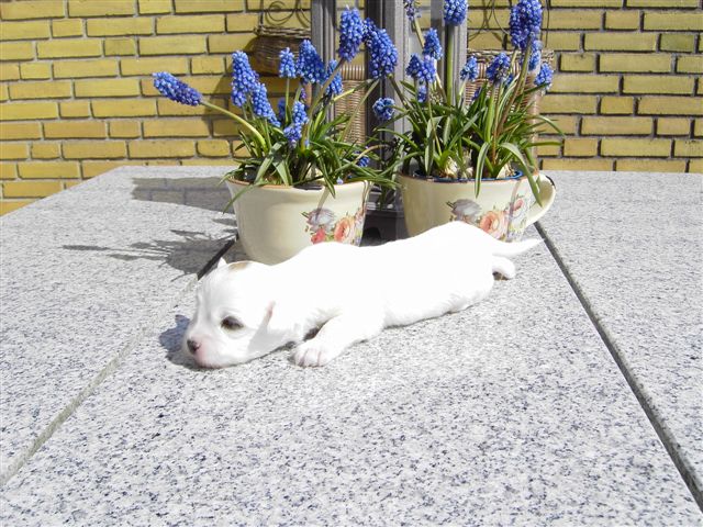 Han - 2 uger - hvalpe april 2010 Coton de Tulear