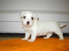 Paks - Han - 4 uger - april 2010 Coton de Tulear