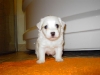 Paks - Han - 4 uger - april 2010 Coton de Tulear