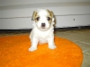 Terkel - Han - 4 uger - april 2010 Coton de Tulear