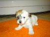 Daisy - Tæve - 4 uger - april 2010 Coton de Tulear