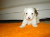 Kenzo - Han - 4 uger - april 2010 Coton de Tulear