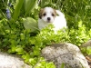 Terkel - Han - 5 uger - april 2010 Coton de Tulear