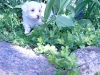 Kenzo - Han - 5 uger - april 2010 Coton de Tulear