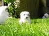 Paks - Han - 5 uger - april 2010 Coton de Tulear