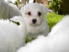 Paks - Han - 5 uger - april 2010 Coton de Tulear