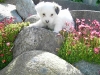 Kenzo - Han - 5 uger - april 2010 Coton de Tulear