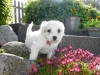 Paks - Han - 5 uger - april 2010 Coton de Tulear