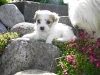 Terkel - Han - 5 uger - april 2010 Coton de Tulear