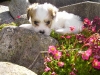 Terkel - Han - 5 uger - april 2010 Coton de Tulear