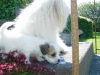 Terkel - Han - 5 uger - april 2010 Coton de Tulear