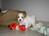 Hvalpe - 6 uger - april 2010 Coton de Tulear