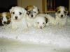 Hvalpe - 4 uger - april 2010 Coton de Tulear